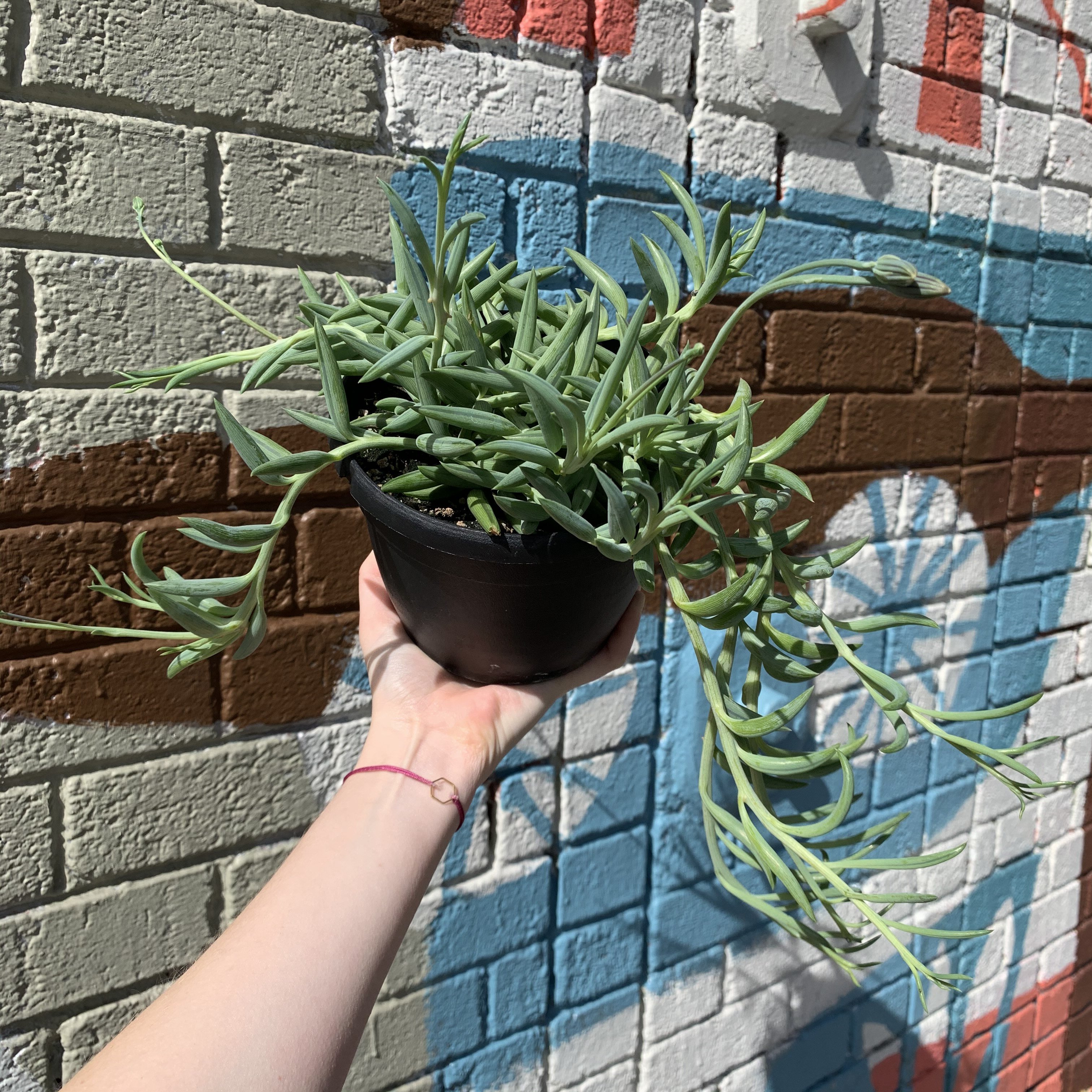 String of fishhooks image